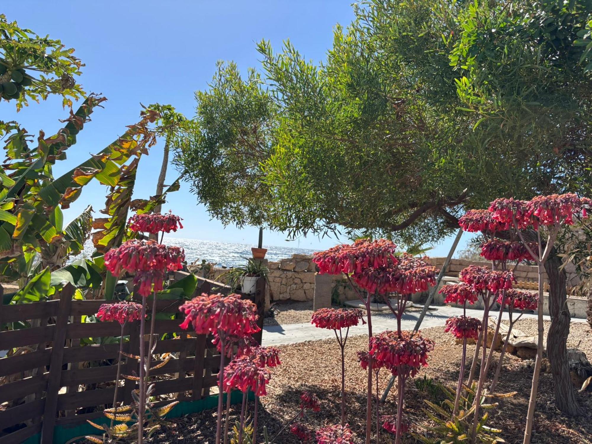 Little Paradise In El Medano Granadilla De Abona Exteriör bild